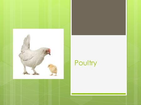 Poultry. What types have you eaten?  List the types of poultry you have eaten: