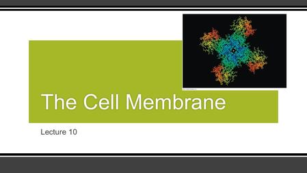 The Cell Membrane Lecture 10.