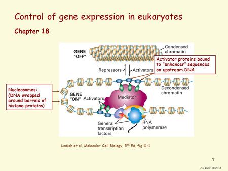 1 Control of gene expression in eukaryotes J G Burr, 11/2/13 Chapter 18 Lodish et al, Molecular Cell Biology, 5 th Ed, fig 11-1 Nucleosomes: (DNA wrapped.