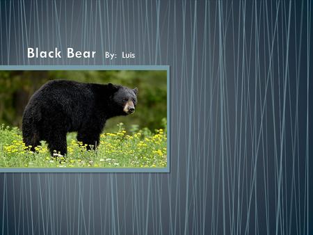 By: Luis. The American black bear is a medium-sized bear native of North America. Black bears are omnivores. Their diets depend on season and location.