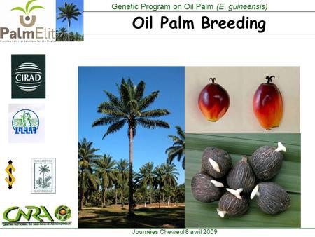 Genetic Program on Oil Palm (E. guineensis) PlmElit Journées Chevreul 8 avril 2009 Oil Palm Breeding.
