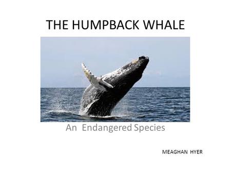 THE HUMPBACK WHALE An Endangered Species MEAGHAN HYER.