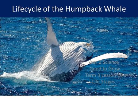 Lifecycle of the Humpback Whale Year 2 Science Good to Grow Term 3 Lesson 10 Life Stages.