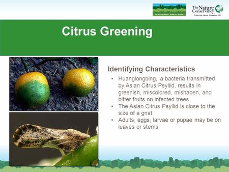 Citrus Greening Huanglongbing, a bacteria transmitted by Asian Citrus Psyllid, results in greenish, miscolored, mishapen, and bitter fruits on infected.