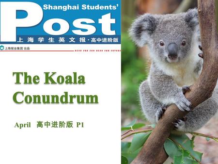 April 高中进阶版 P1. Pre-reading P2P2 What do you know about the koala? How should we humans protect our animal friends? marsupial Australia tailless large.