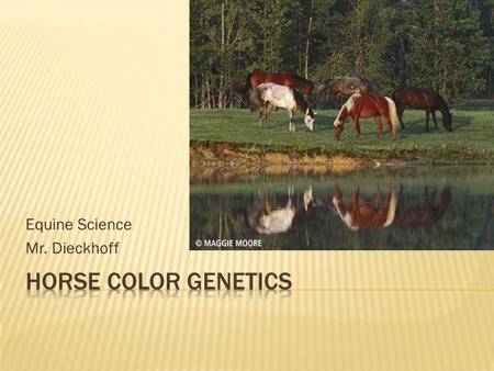 Equine Science Mr. Dieckhoff.  Heredity  Process of passing traits on to offspring  Genes  The basic unit of inheritance  A DNA sequence at a specific.