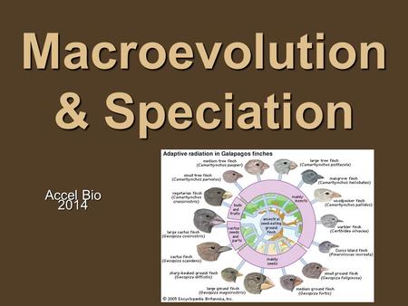 Macroevolution & Speciation