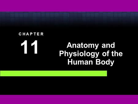 C H A P T E R 11 Anatomy and Physiology of the Human Body.