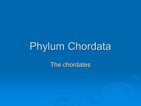 Phylum Chordata The chordates.