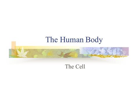 The Human Body The Cell.