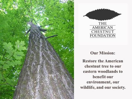 Our Mission: Restore the American chestnut tree to our eastern woodlands to benefit our environment, our wildlife, and our society.