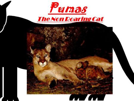 Pumas The Non Roaring Cat By: MF The puma lives from the high cold mountains to the low hot desert. but the place doesn’t matter because it’s the amazing.