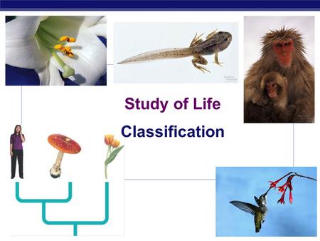 Regents Biology 2006-2007 Study of Life Classification.