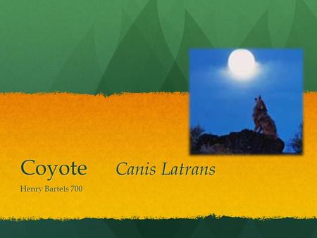 Coyote Canis Latrans Henry Bartels 700 What’s a Coyote? The Coyote, or Canis Latrans, is a mammal native to North America, and the northern part of South.
