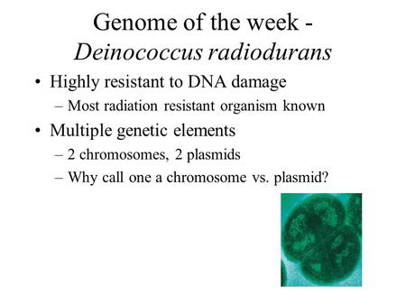 Genome of the week - Deinococcus radiodurans Highly resistant to DNA damage –Most radiation resistant organism known Multiple genetic elements –2 chromosomes,
