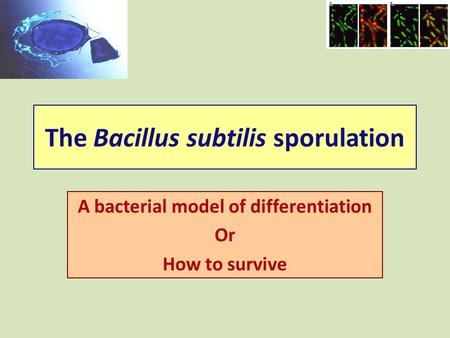 The Bacillus subtilis sporulation