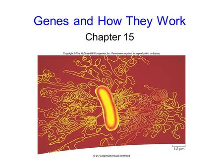 Genes and How They Work Chapter 15. 2 The Nature of Genes Early ideas to explain how genes work came from studying human diseases. Archibald Garrod studied.