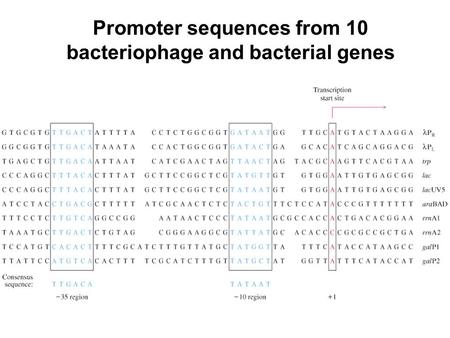 Promoter sequences from 10 bacteriophage and bacterial genes