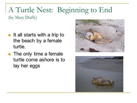 A Turtle Nest: Beginning to End (by Mary Duffy) It all starts with a trip to the beach by a female turtle. The only time a female turtle come ashore is.