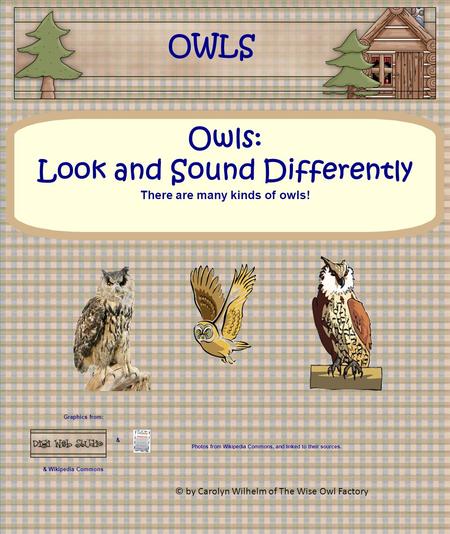 Graphics from: & & Wikipedia Commons Owls: Look and Sound Differently There are many kinds of owls! OWLS Photos from Wikipedia Commons, and linked to their.