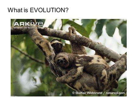 What is EVOLUTION?. Biologists consider evolution the UNIFYING THEORY OF BIOLOGY because it helps us explain and understand the DIVERSITY of life on the.