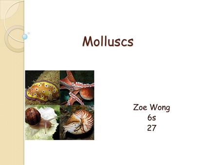 Molluscs Zoe Wong 6s 27. Classification: Phylum: Mollusca The Phylum Mollusca contains the following subgroups:  Class: Aplacophora (solenogasters, deep-sea.