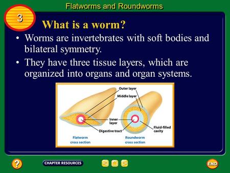 Flatworms and Roundworms