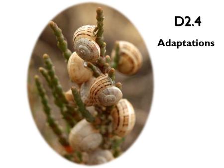 D2.4 Adaptations. Thousands of generations can be studied by looking at the fossil record of the species. – From this, Biologists can study the morphology.