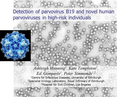 Detection of parvovirus B19 and novel human parvoviruses in high-risk individuals Ashleigh Manning 1, Kate Templeton 2, Ed. Gomperts 3, Peter Simmonds.