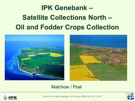 Evelin Willner: Baltic Sea Region WS, Poa sp.-EDB-MOS, 30..11.2010 IPK Genebank – Satellite Collections North – Oil and Fodder Crops Collection Malchow.