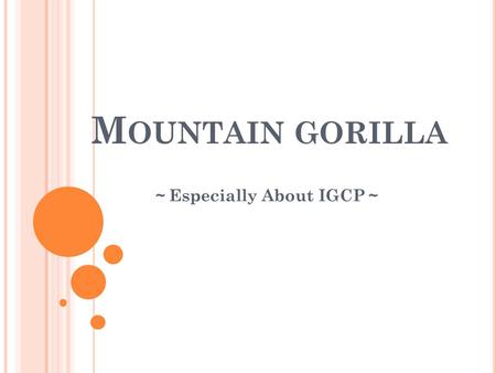 M OUNTAIN GORILLA ～ Especially About IGCP ～. I NTRODUCTION About gorilla there are three kinds of gorilla ・ the East Lowland gorilla→there are 3,000 ～