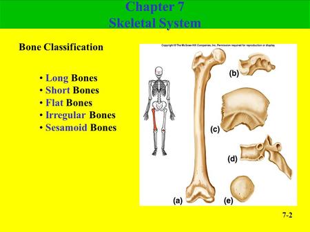 Chapter 7 Skeletal System
