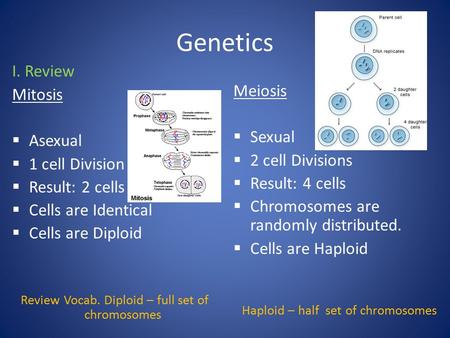 Genetics I. Review Mitosis  Asexual  1 cell Division  Result: 2 cells  Cells are Identical  Cells are Diploid Review Vocab. Diploid – full set of.