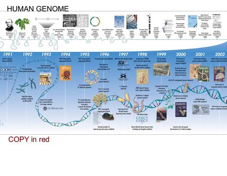 HUMAN GENOME COPY in red. Do you recognize each of these organisms? Why are they important to geneticists? Genetic Research.