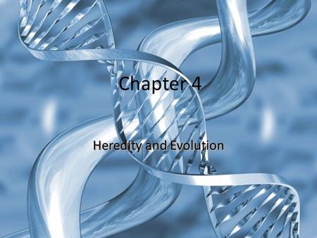 Chapter 4 Heredity and Evolution. Selective Breeding.