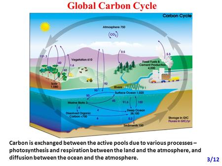 Global Carbon Cycle 3/12 Carbon is exchanged between the active pools due to various processes – photosynthesis and respiration between the land and the.