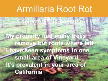 1 Armillaria Root Rot I selected this because My property had many trees remove but roots where left I have seen symptoms in one small area of Vineyard.