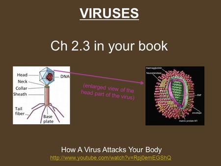 How A Virus Attacks Your Body  VIRUSES Ch 2.3 in your book (enlarged view of the head part of the virus)