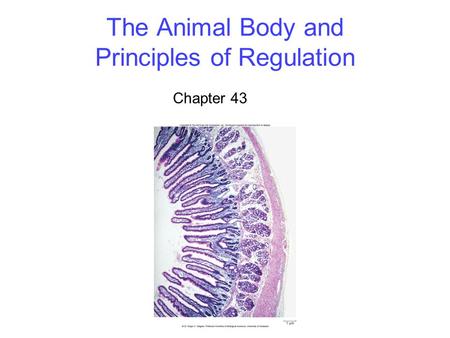 The Animal Body and Principles of Regulation Chapter 43.