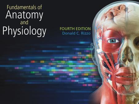 1. 2 Chapter 1 The Human Body 3 Introduction Anatomy: the study of the structure of the body Physiology: the study of the function of the body parts.