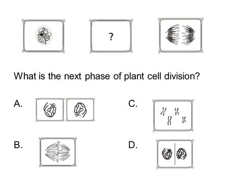What is the next phase of plant cell division? A. C. B. D.