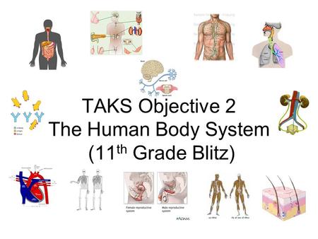 TAKS Objective 2 The Human Body System (11th Grade Blitz)