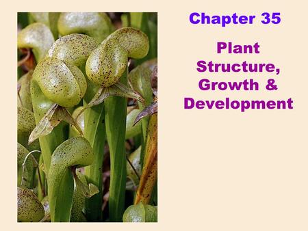 Chapter 35 Plant Structure, Growth & Development.