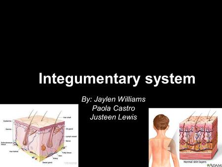 Integumentary system By: Jaylen Williams Paola Castro Justeen Lewis.