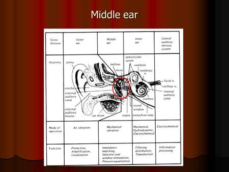 Middle ear.