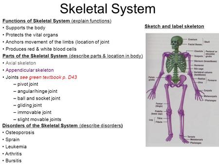 Skeletal System Functions of Skeletal System (explain functions) Supports the body Protects the vital organs Anchors movement of the limbs (location of.