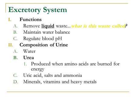 Excretory System Functions