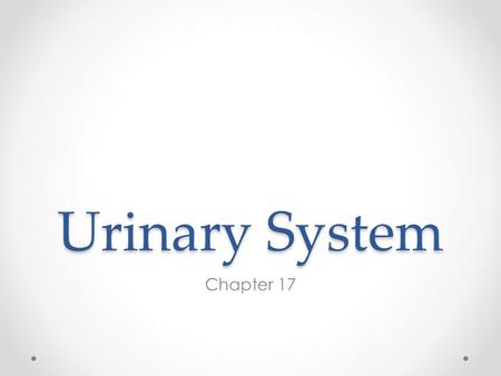 Urinary System Chapter 17. Locate the Kidneys On the back wall of the abdomen Between the 12 th thoracic and 3 rd lumbar vertebrae Are positioned retroperitoneally.