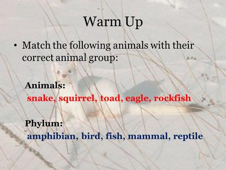 Warm Up Match the following animals with their correct animal group: Animals: snake, squirrel, toad, eagle, rockfish Phylum: amphibian, bird, fish, mammal,