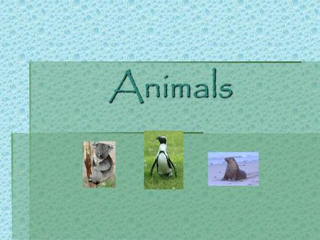 Animals.